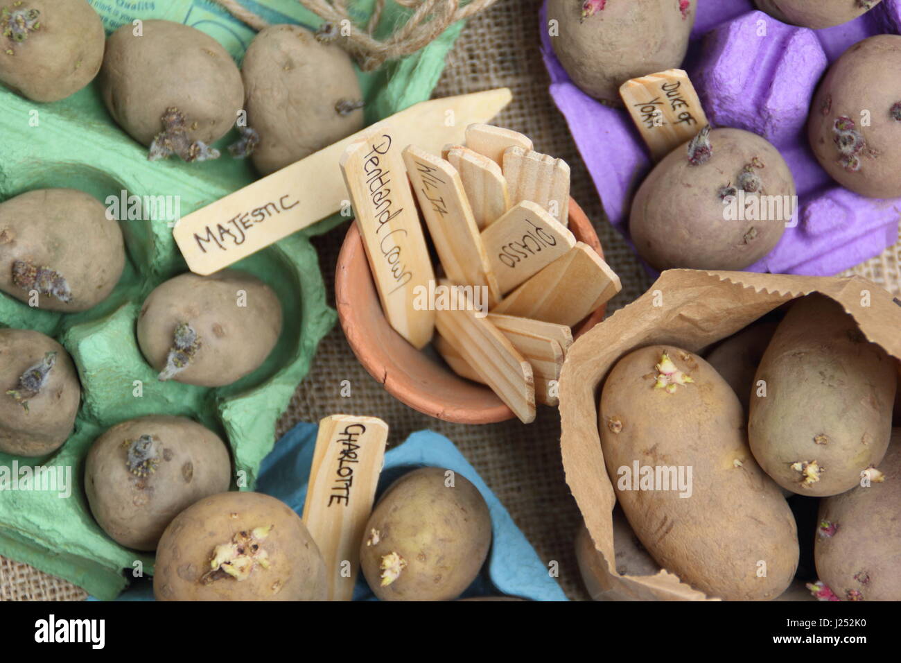 Labelleing sementi di varietà di patata chitting in scatola per uova al coperto per incoraggiare i germogli di forte prima di piantare fuori in giardino patch vegetale Foto Stock