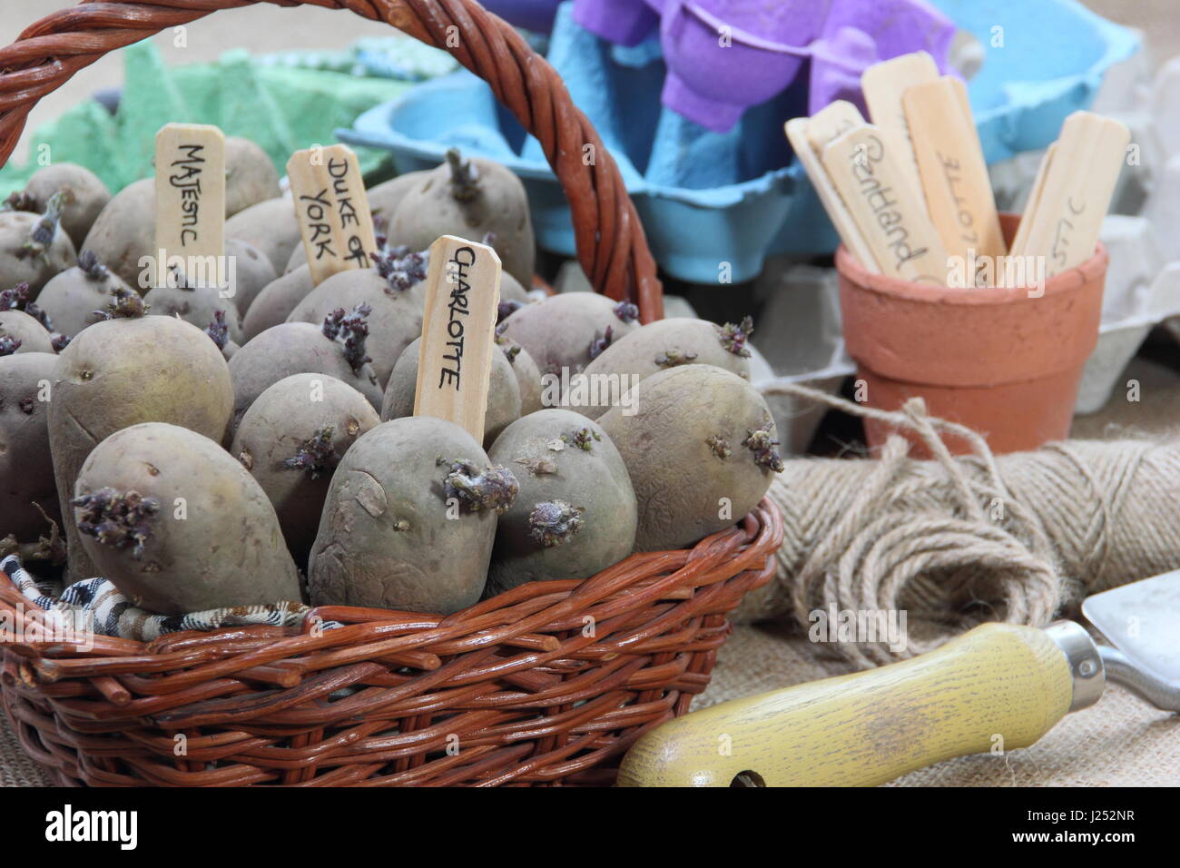 Tuberi seme di patate preparate per chitting in un ambiente luminoso, per incoraggiare i germogli di forte prima di piantare in giardino Foto Stock