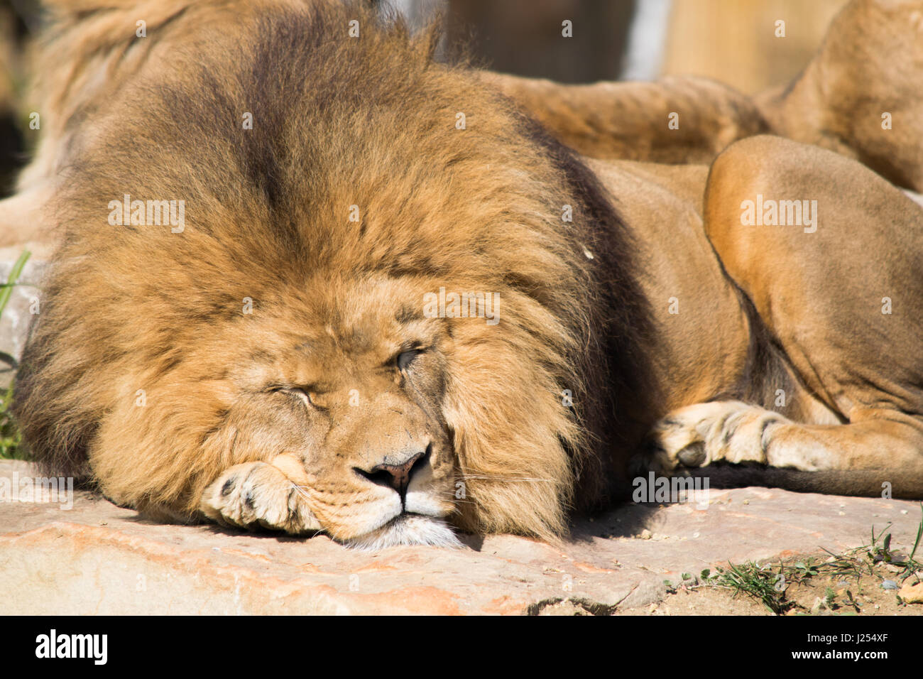 Lion in Francia zoo Foto Stock