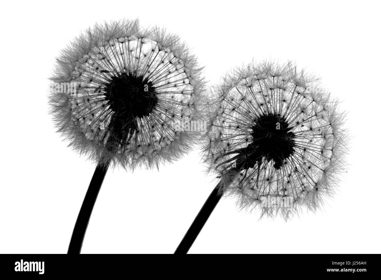 Tarassaco Taxaxacum officinale teste di seme Foto Stock