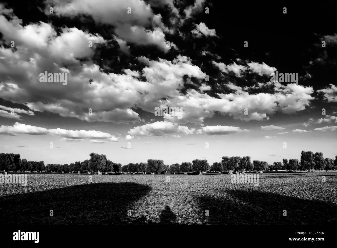 Panorama di campagna con ulivi e scenic nuvole Foto Stock