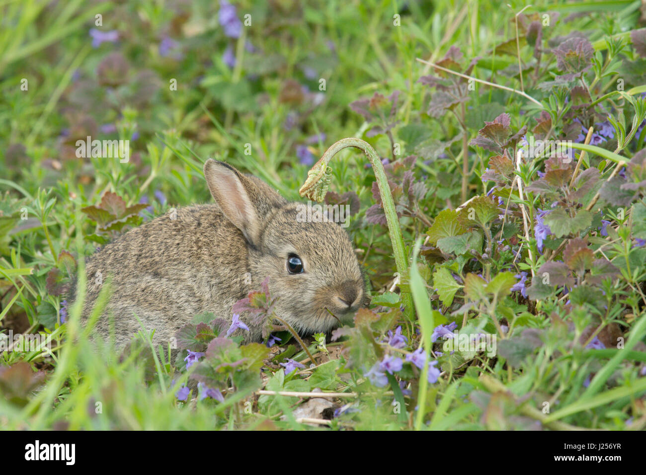 Giovani coniglio selvatico in seduta fiori selvatici, aprile, Sussex. Foto Stock