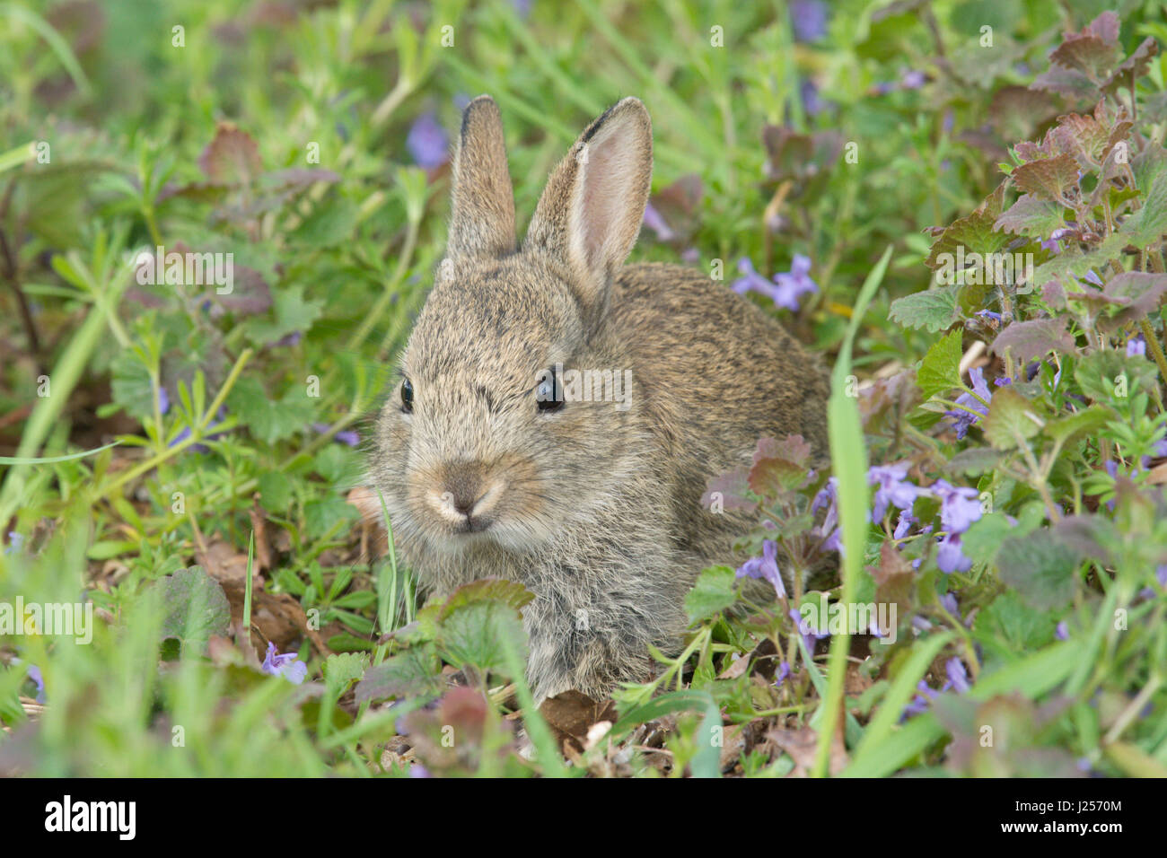 Giovani coniglio selvatico in seduta fiori selvatici, aprile, Sussex. Foto Stock