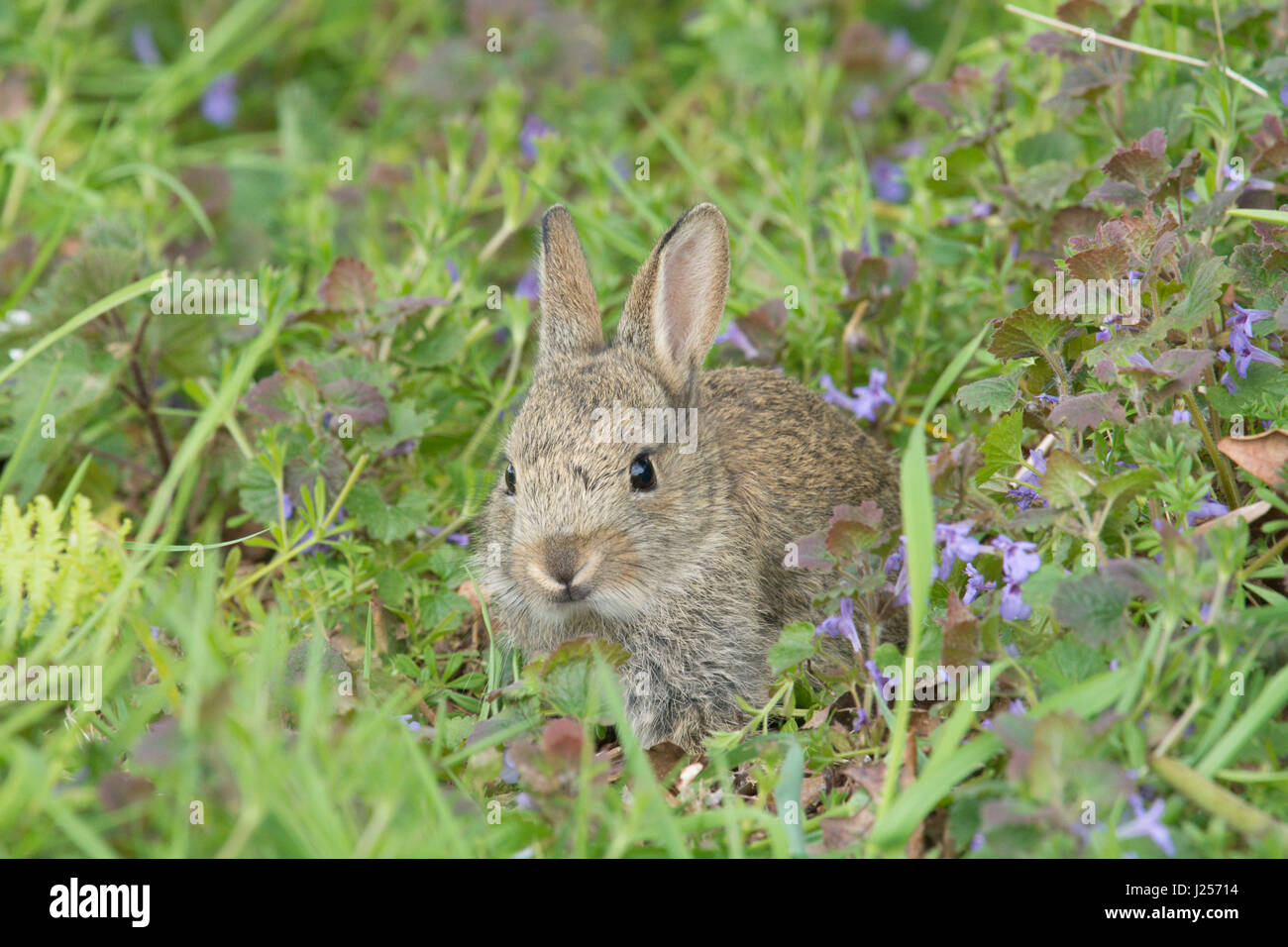 Giovani coniglio selvatico in seduta fiori selvatici, aprile, Sussex. Foto Stock