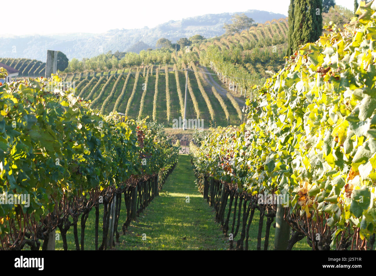 Una grande distesa di vigneti sotto il sole del tardo pomeriggio. Foto Stock