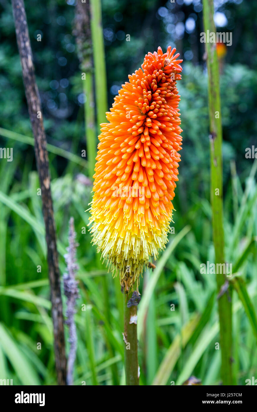 Red Hot Poker fiore (Kniphofia) Foto Stock