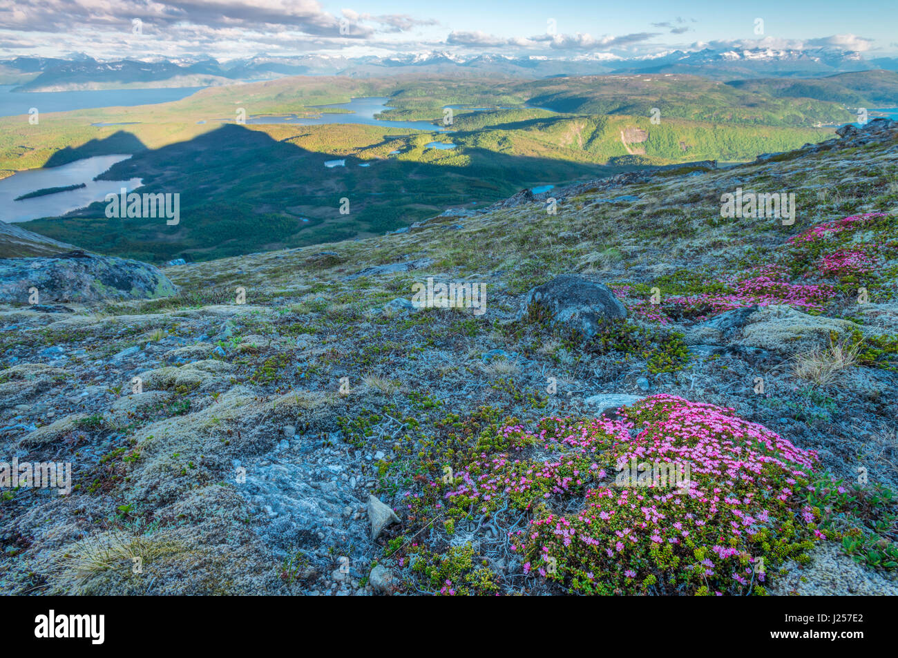 Rosa fiori selvatici si trova sulle pendici rocciose di questa montagna - Isole Lofoten in Norvegia Foto Stock