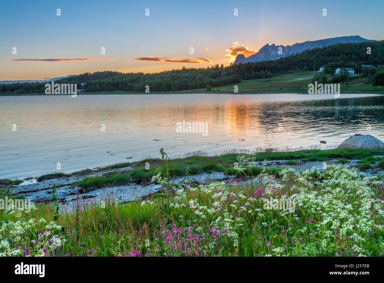 Fiori di campo di diversi colori guardare il sole che tramonta dietro le montagne lungo questa spiaggia norvegese Foto Stock