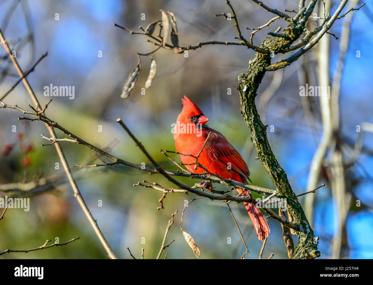 Il Cardinale maschio appollaiato su un ramo in inverno Foto Stock