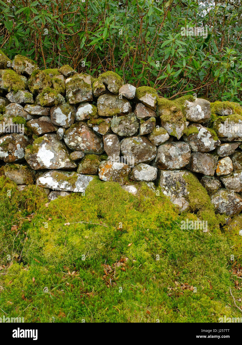 Coperte di muschio secco parete di pietra in Cumbria Foto Stock
