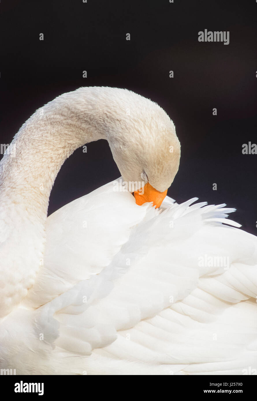 Adulto Whooper Swan ,(Cygnus Cygnus), preening piume, Regents Park, Londra, isole britanniche Foto Stock