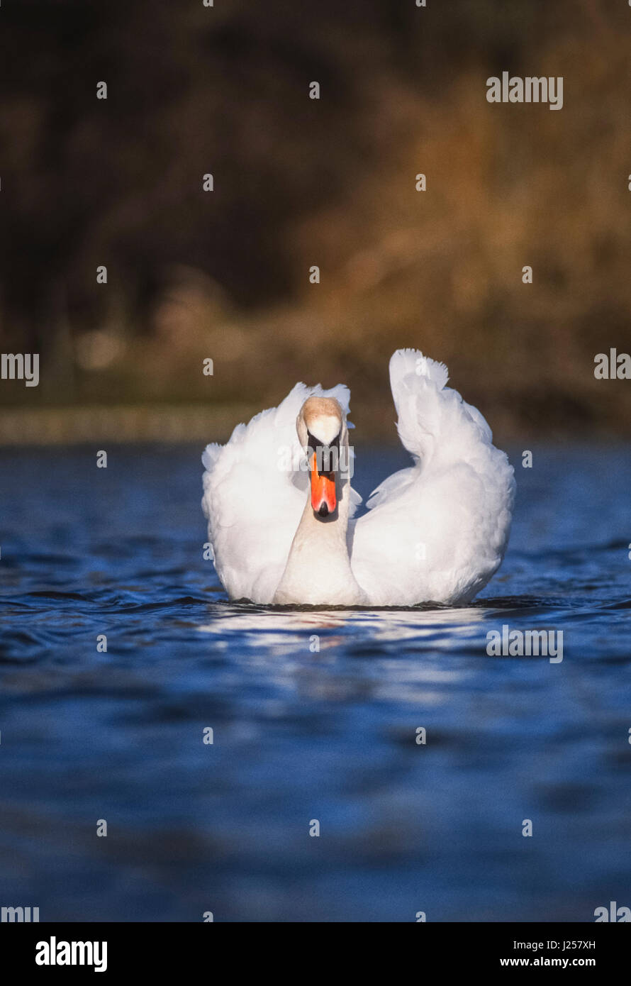 Maschio di cigno, (Cygnus olor), la visualizzazione del piumaggio durante la fase di corteggiamento, Regents Park, London, Regno Unito Foto Stock