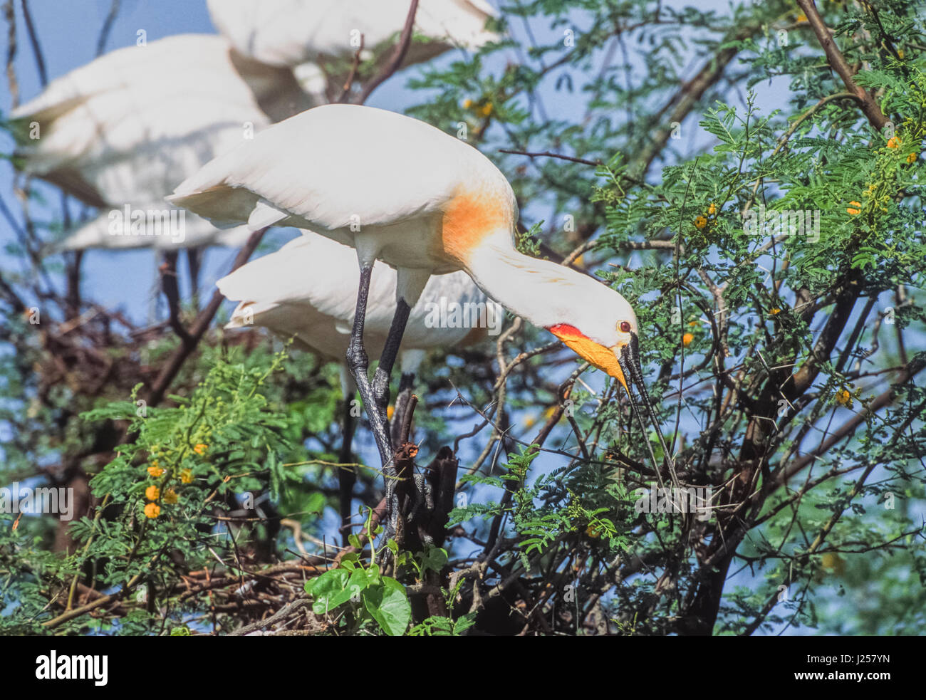 Eurasian spatola o comuni o spatola (Platalea leucorodia), allevamento piumaggio di ramoscelli di raccolta per materiale di nido, Keoladeo Ghana National Park, India Foto Stock