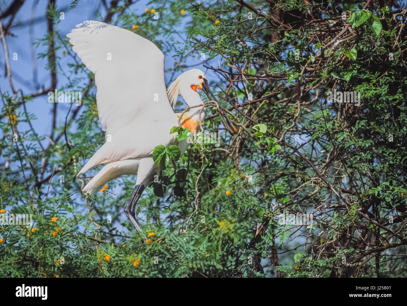 Eurasian spatola o comuni o spatola (Platalea leucorodia), allevamento piumaggio di ramoscelli di raccolta per materiale di nido, Keoladeo Ghana National Park, India Foto Stock