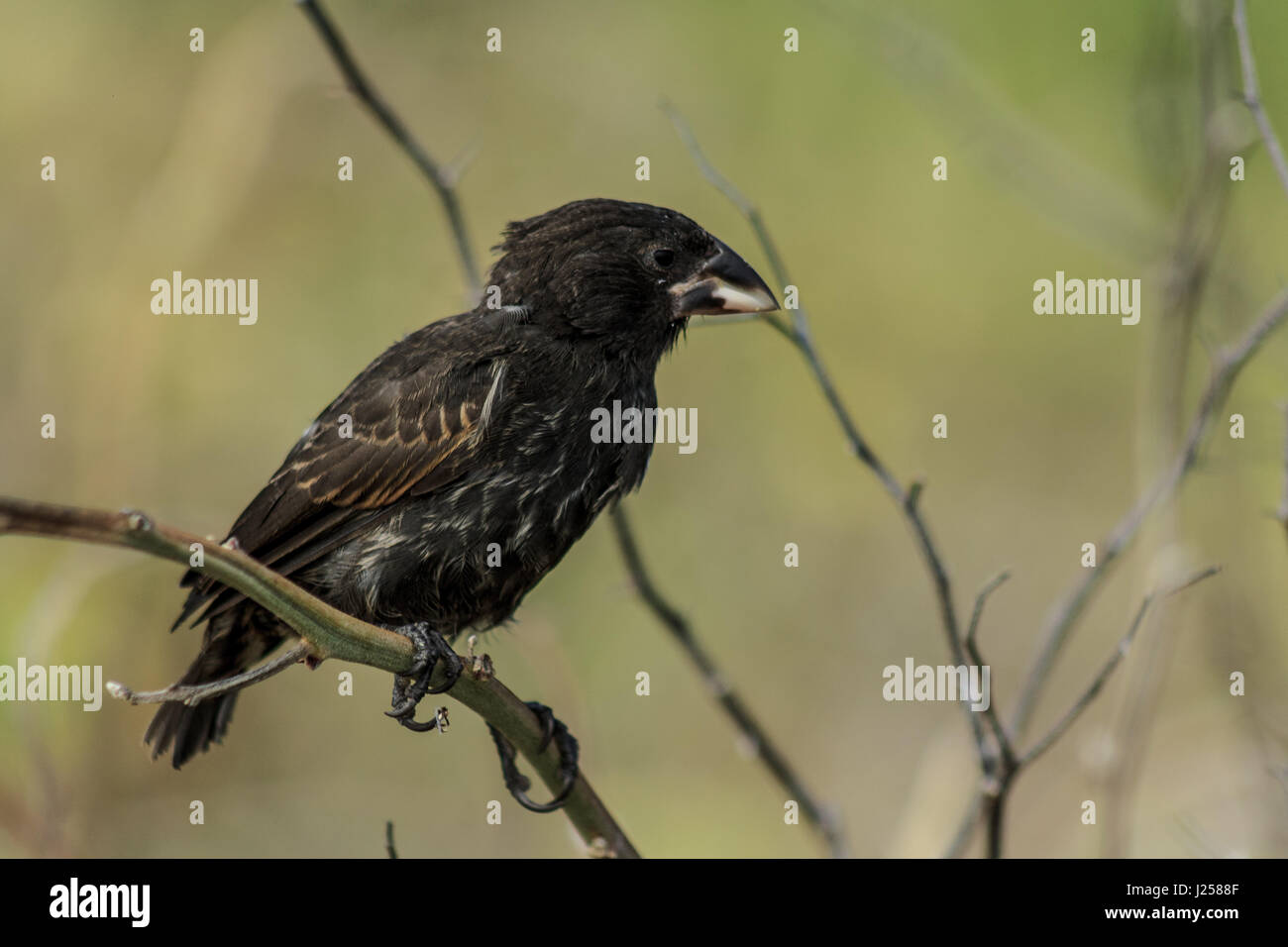 Finch in appoggio in una succursale presso le isole Galapagos Foto Stock