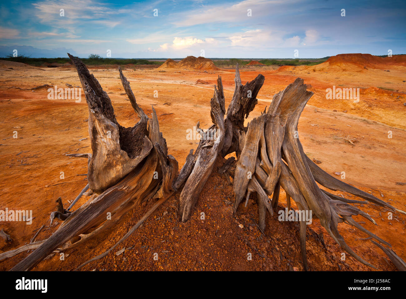 Paesaggio di Panama con radici secche nel deserto del Parco Nazionale di Sarigua, provincia di Herrera, Repubblica di Panama, America Centrale. Foto Stock