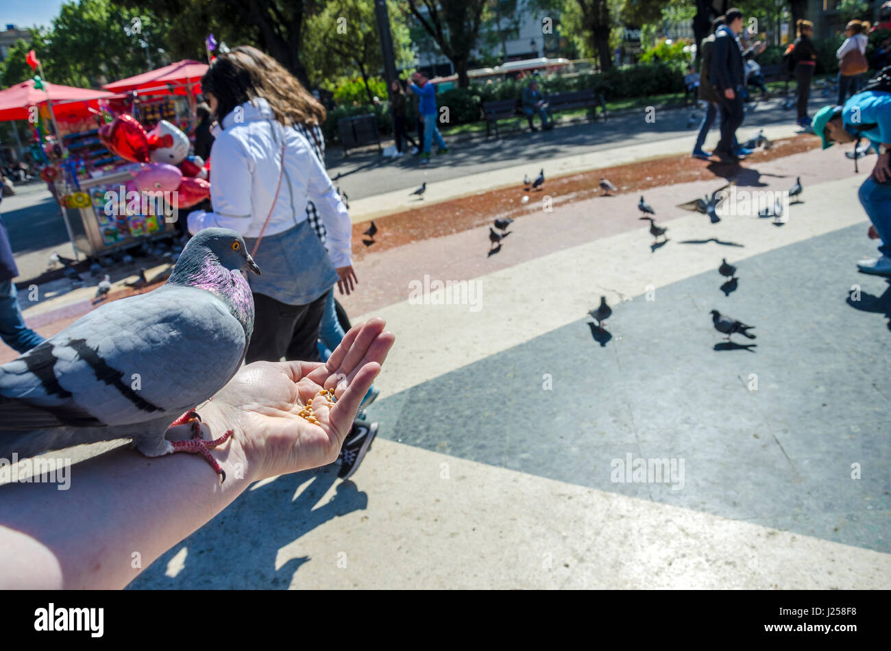Piccioni mangiare semi di uccello dalla mano in Plaça de Catalunya, nel centro di Barcellona. Foto Stock