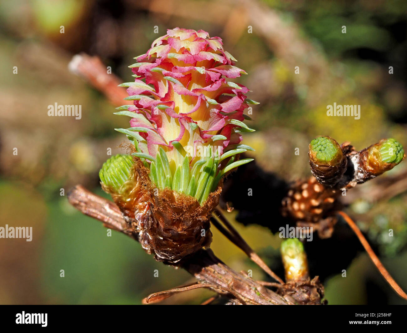 Fiore di larice giapponese o karamatsu (Larix kaempferi) in sole brillante mostra rosa e giallo delle brattee con aghi verde alla base del cono del futuro Foto Stock