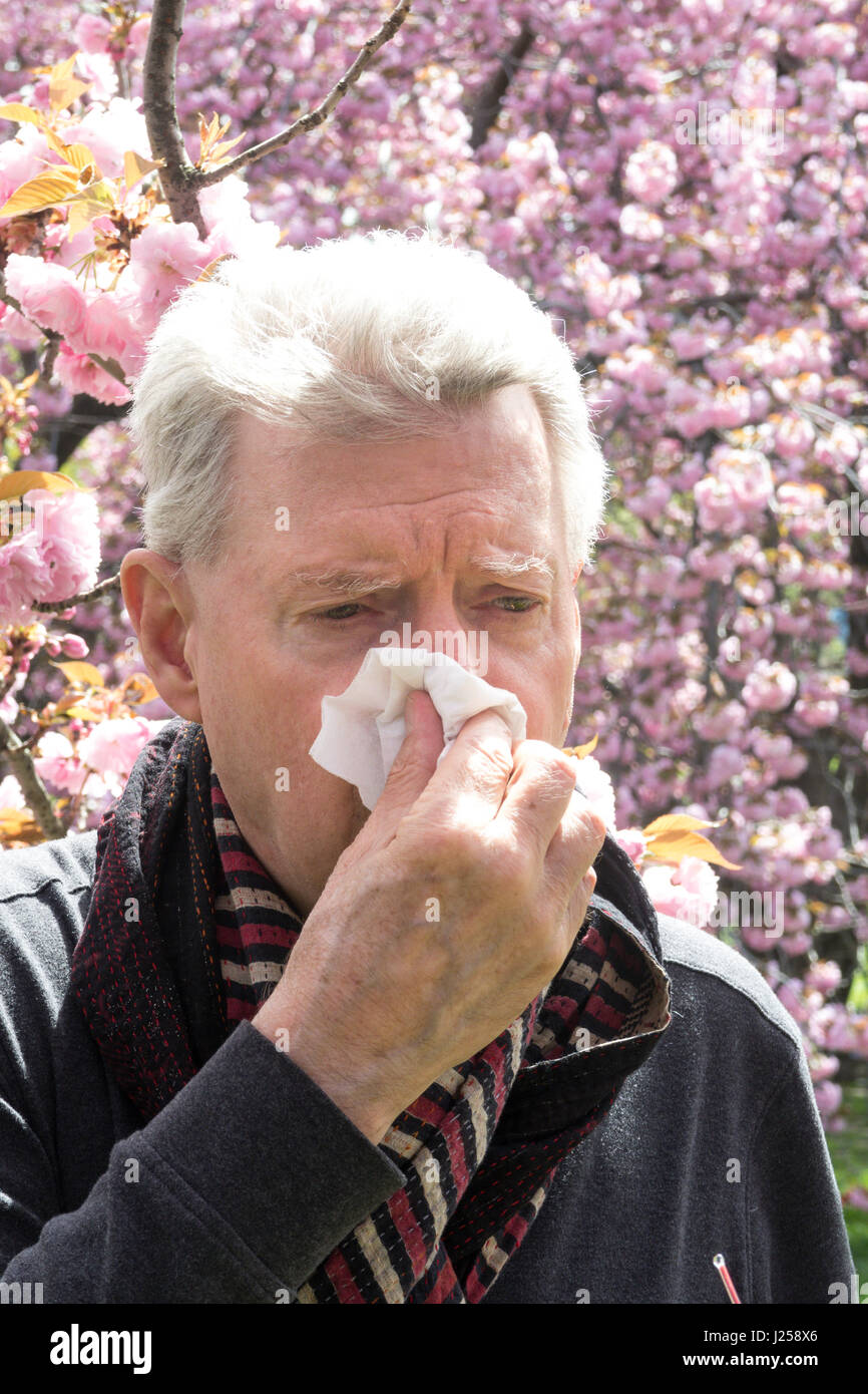 L'uomo anziano con allergie di primavera Foto Stock