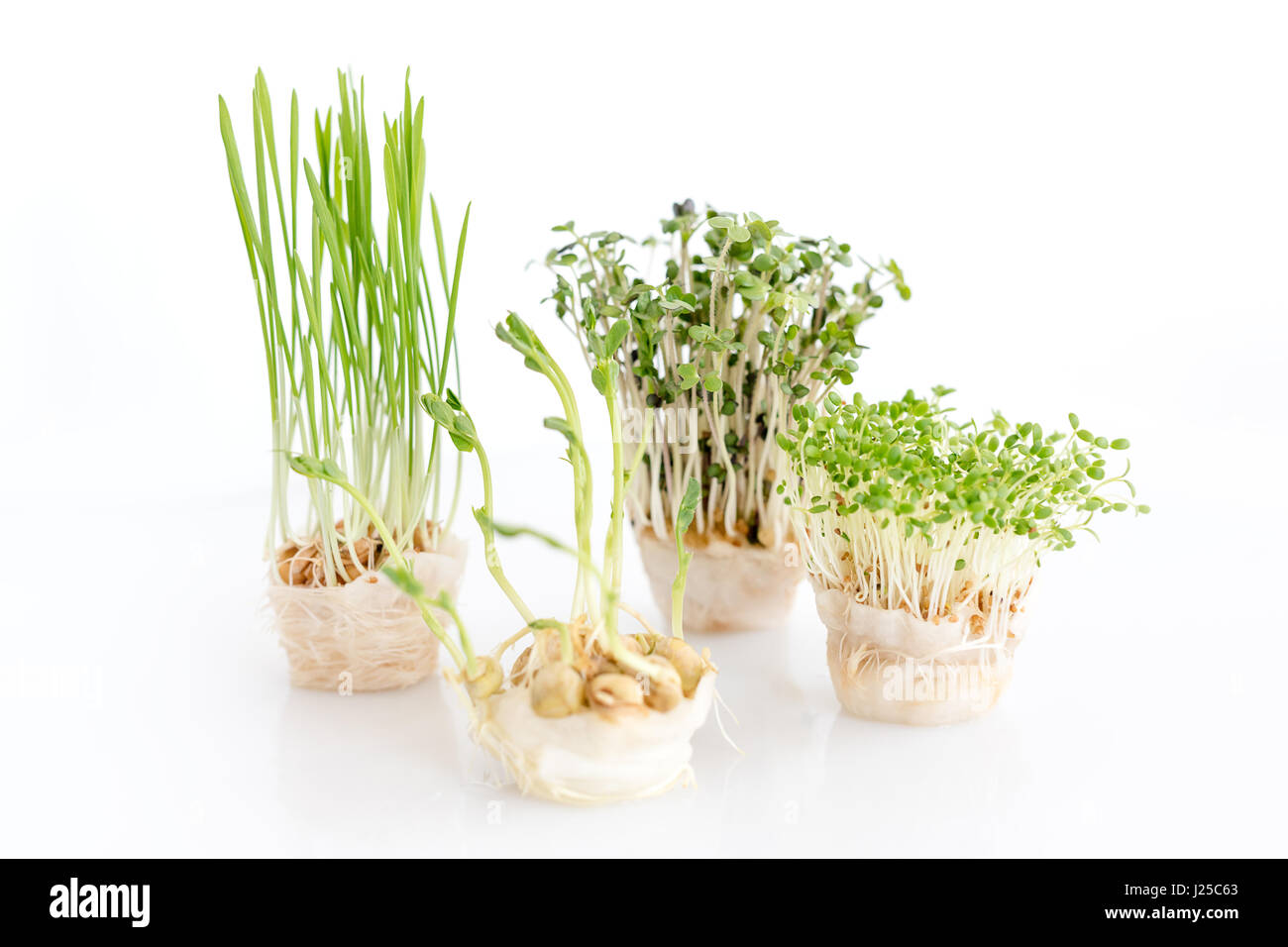 Crescente microgreens su sfondo bianco. Mangiare sano concetto di fresco giardino produce biologicamente cresciuto come un simbolo di salute. Foto Stock