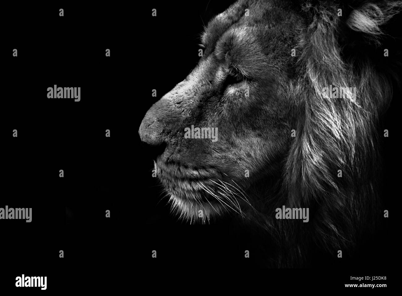 Un maschio alfa lion sul prowl Foto Stock