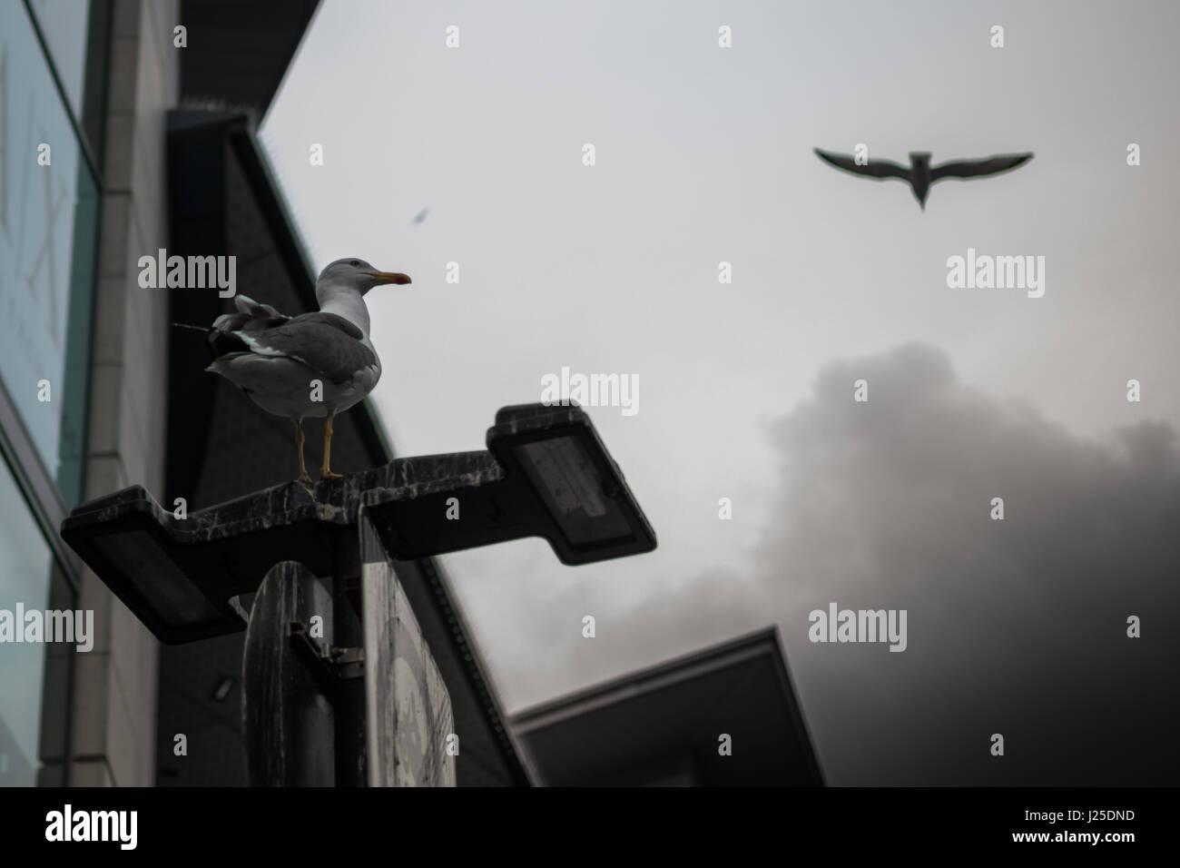 La fantastica architettura fotografato in Liverpool England Regno Unito Foto Stock