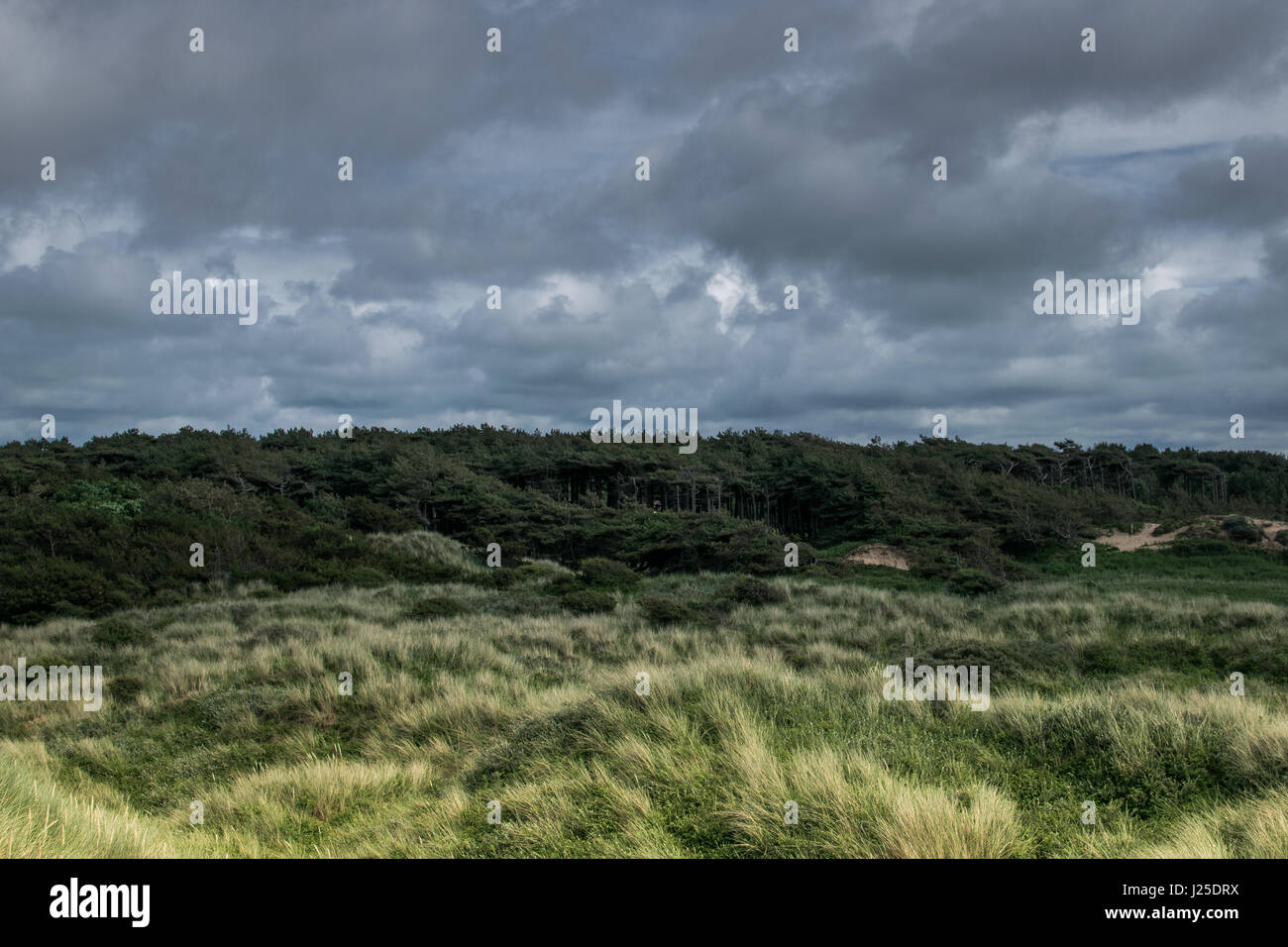 Incredibile jurassic park cercando le dune di sabbia sulla spiaggia di formby, Regno Unito Foto Stock