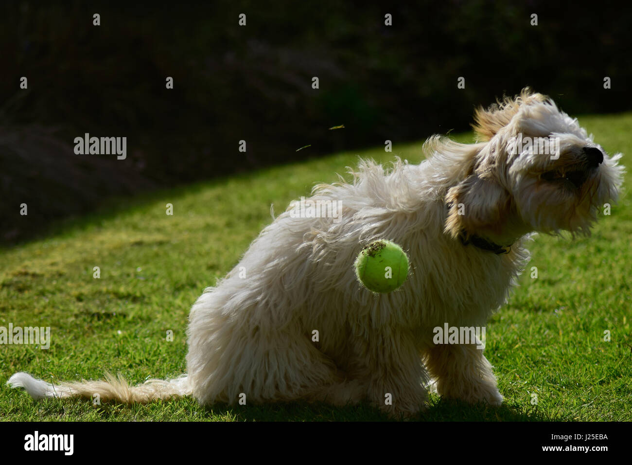 Cockerpoo scuotendo la testa nel giardino con palla da tennis Foto Stock