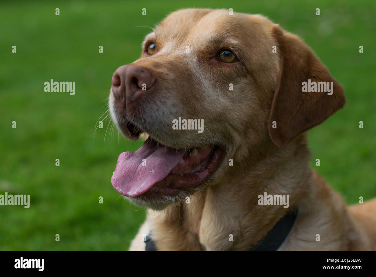 Bionda maschio Labrador a giocare in giardino con i suoi tounge out Foto Stock
