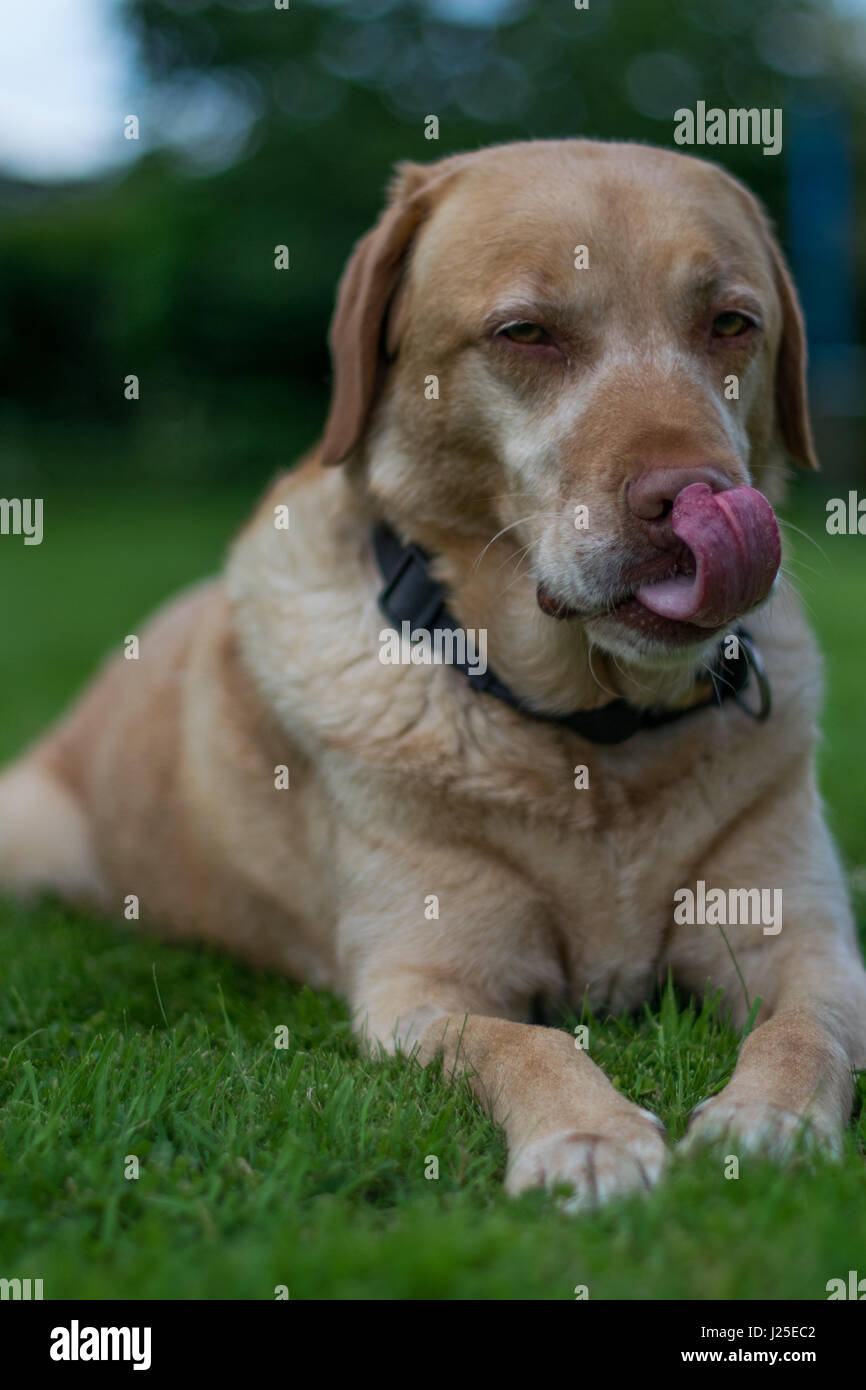Bionda maschio Labrador a giocare in giardino con i suoi tounge out Foto Stock