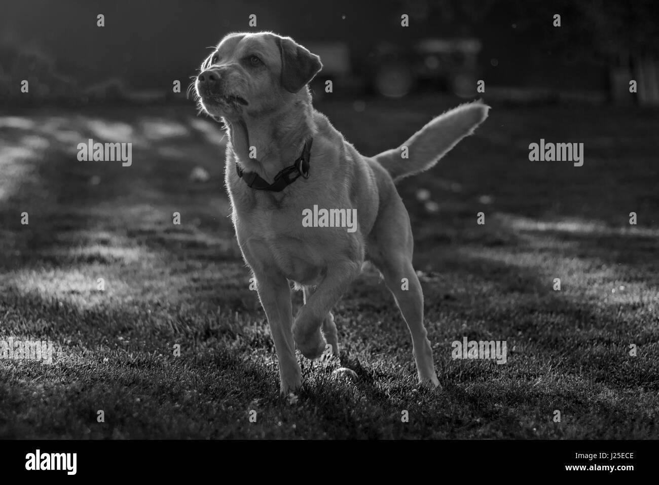 Bionda maschio Labrador a giocare in giardino con i suoi tounge out Foto Stock