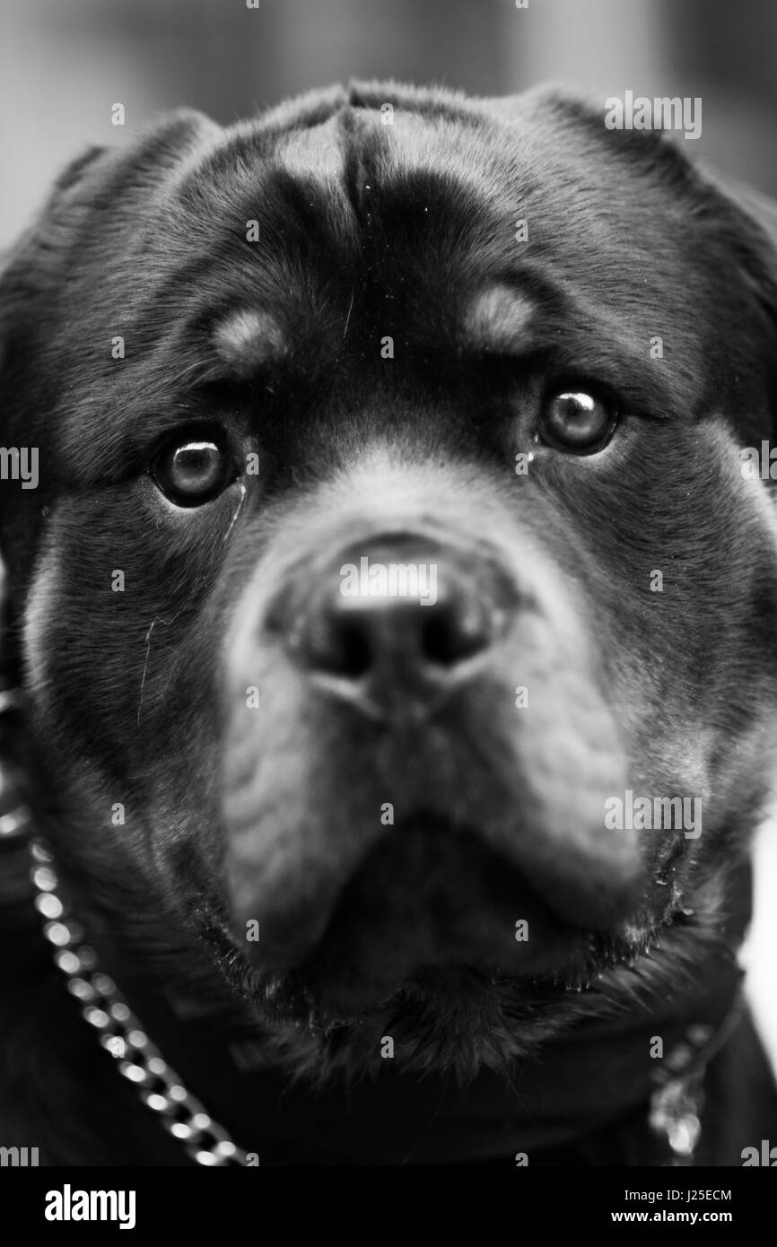 Bianco e nero cane Rottweiler Foto Stock