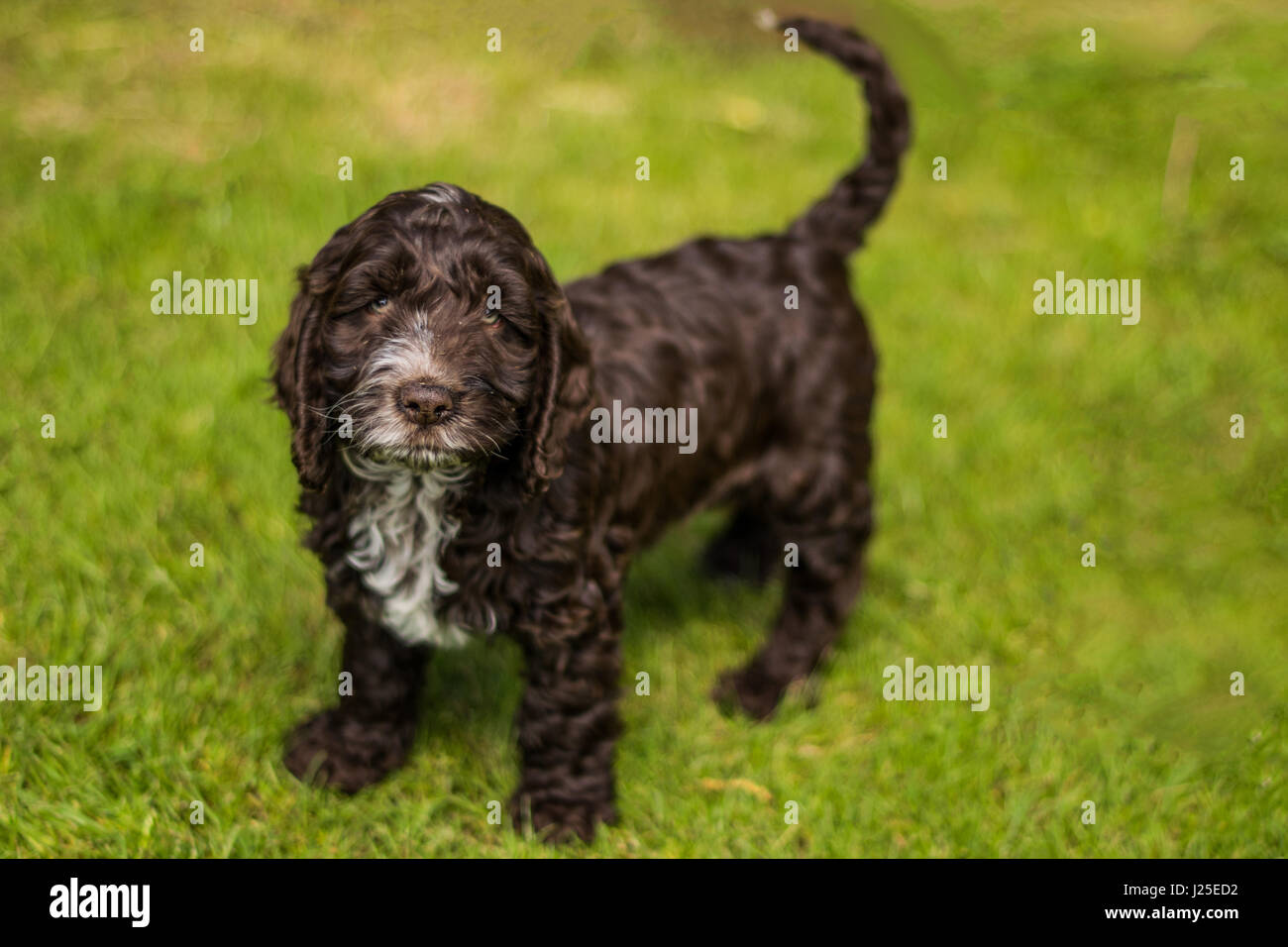Cockapoo puppy immagini e fotografie stock ad alta risoluzione - Alamy