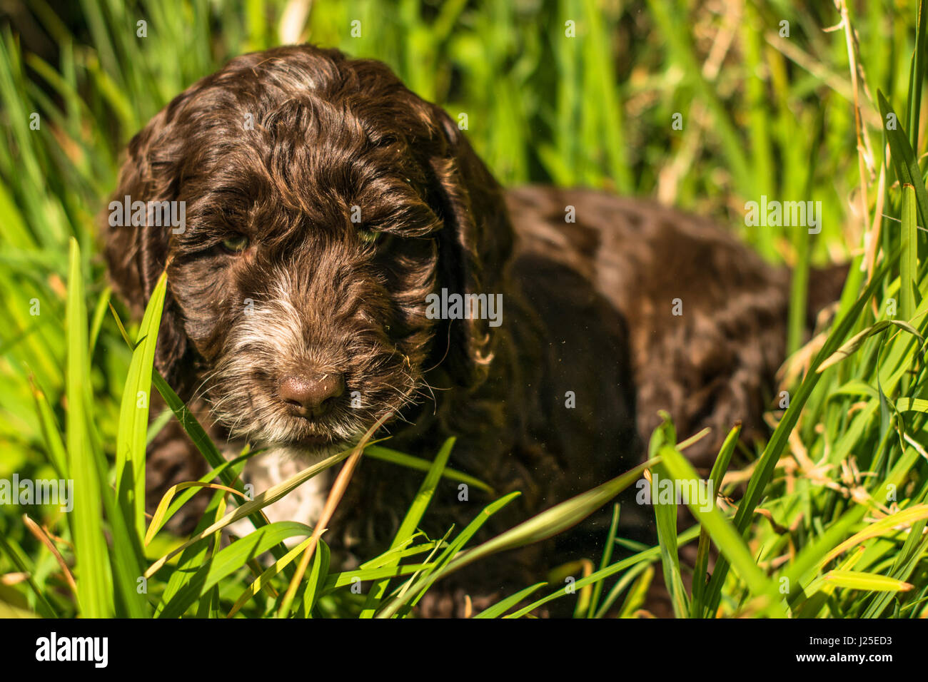 Cockapoo cucciolo di cane hound Foto Stock