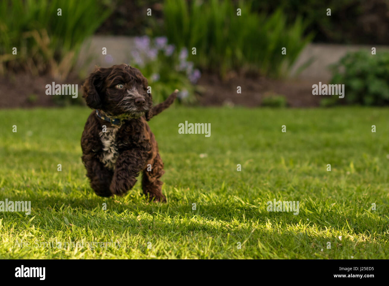 Cockapoo cucciolo di cane hound Foto Stock