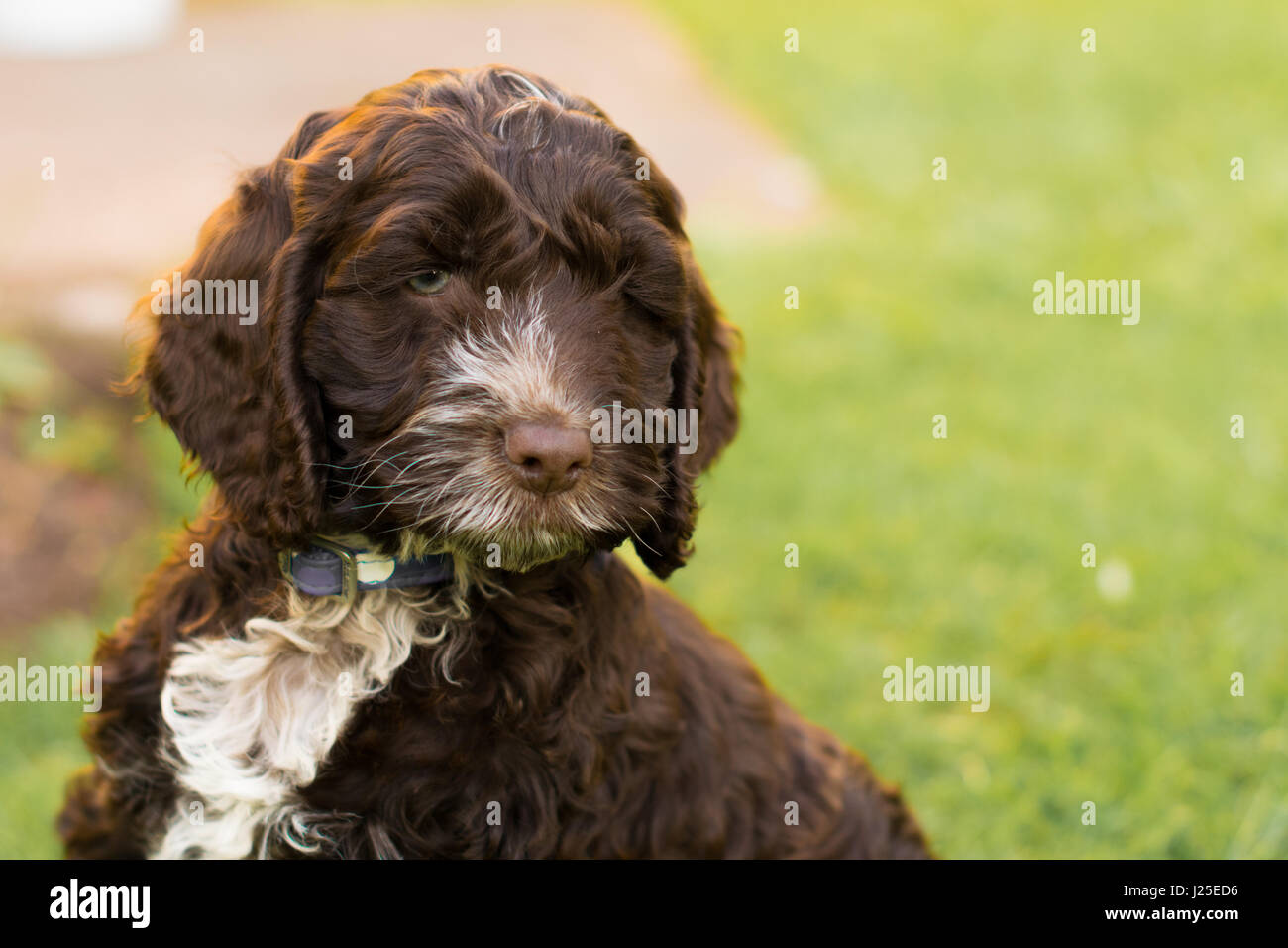 Cockapoo cucciolo di cane hound Foto Stock