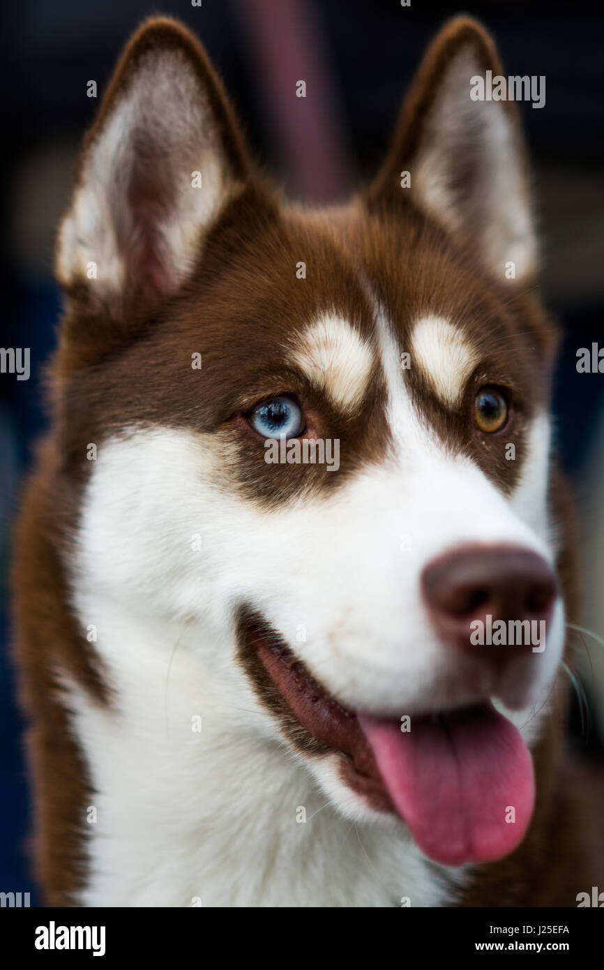 Un bel cane husky con due diversi occhi colorati Foto Stock