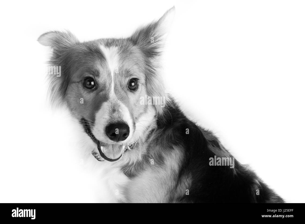 Un simpatico Border Collie cane in studio Foto Stock