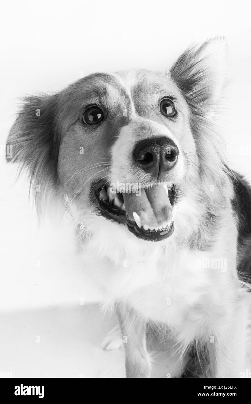 Un simpatico Border Collie cane in studio Foto Stock