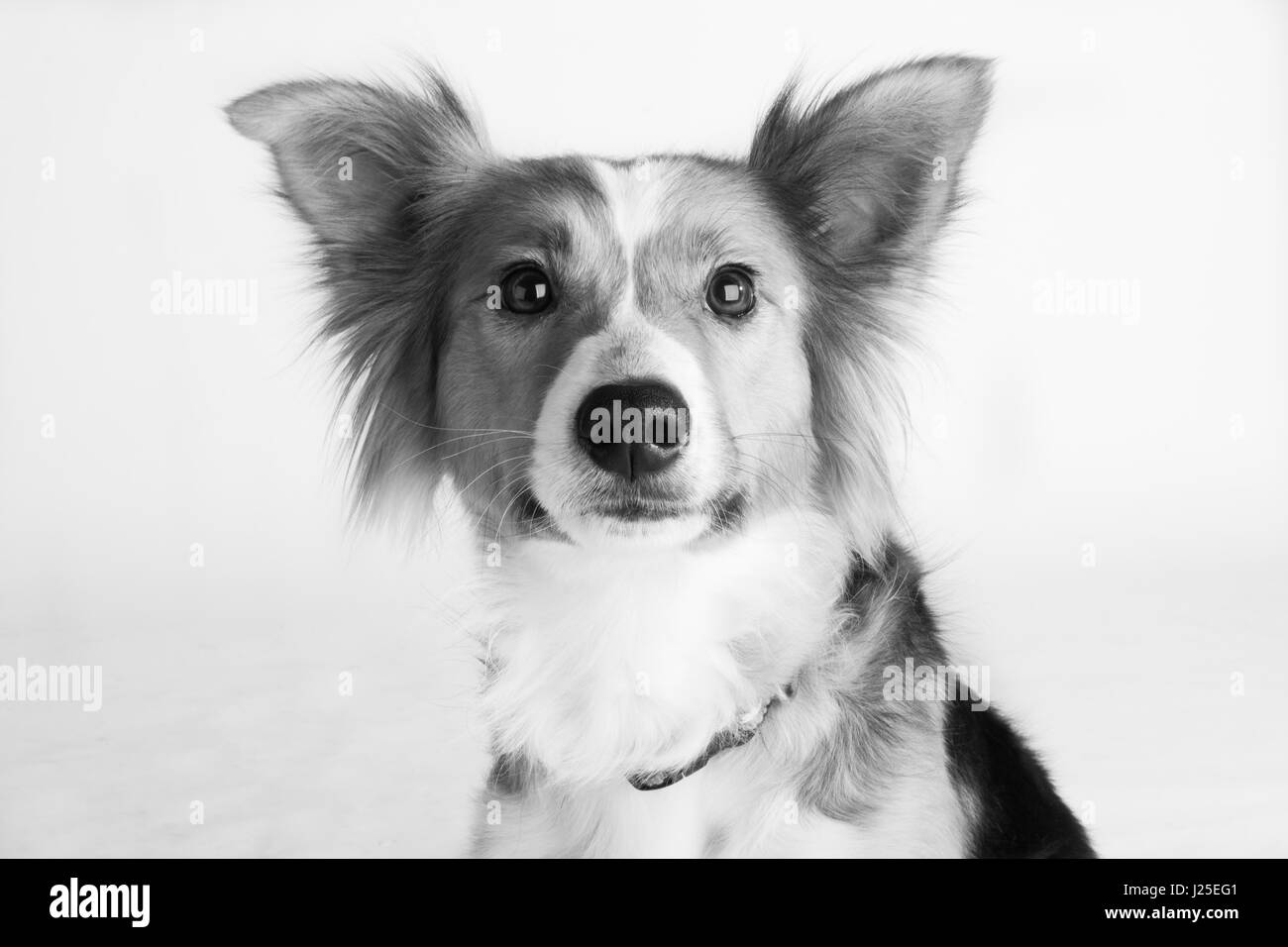 Un simpatico Border Collie cane in studio Foto Stock