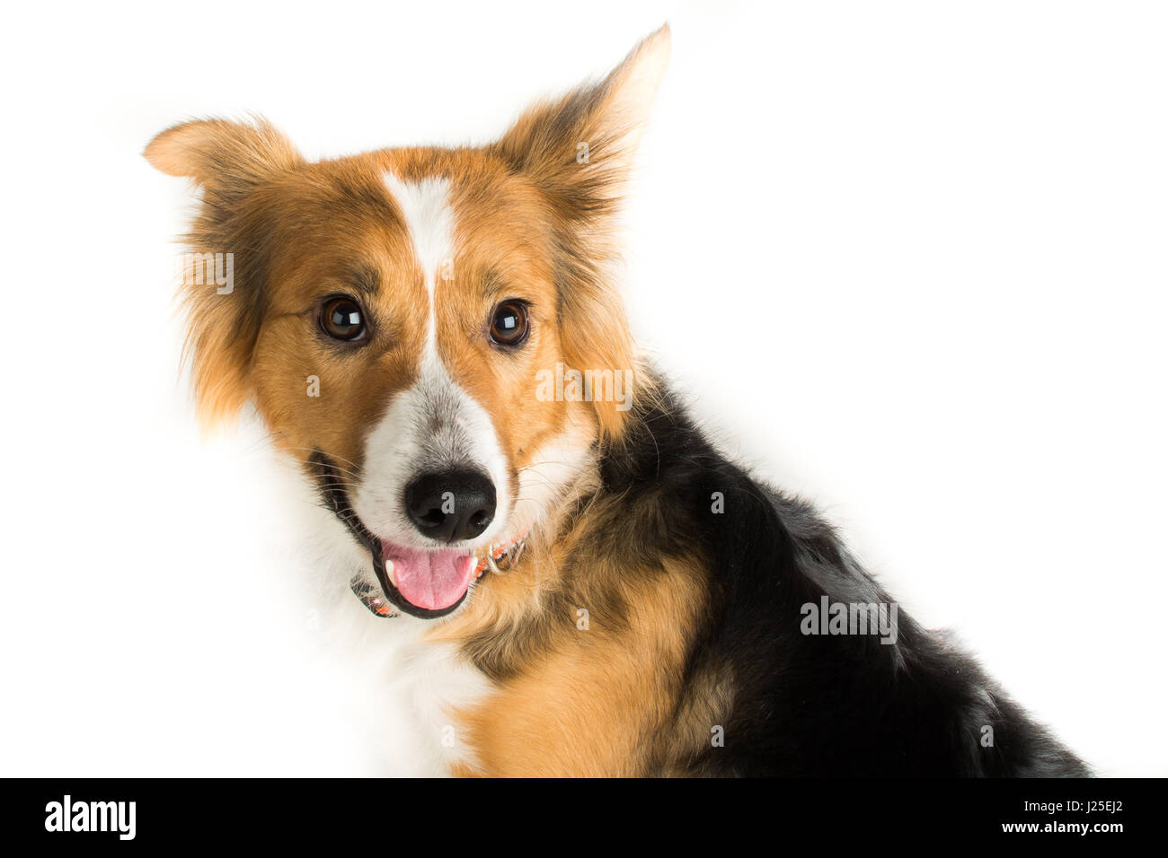 Un simpatico Border Collie cane in studio Foto Stock