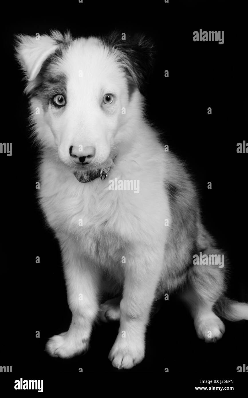 Un bel blu merle dog avente il suo servizio fotografico in studio Foto Stock