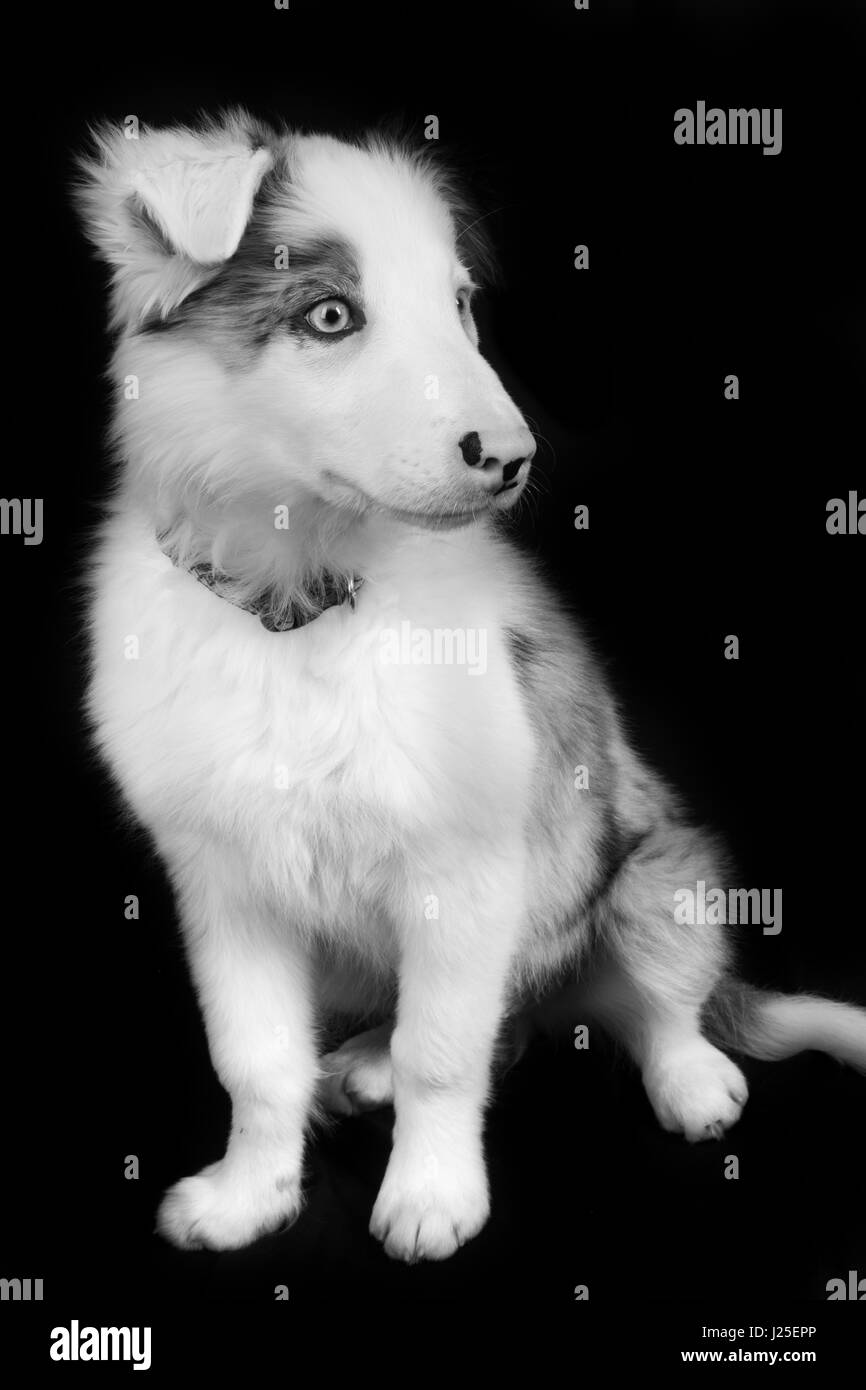 Un bel blu merle dog avente il suo servizio fotografico in studio Foto Stock