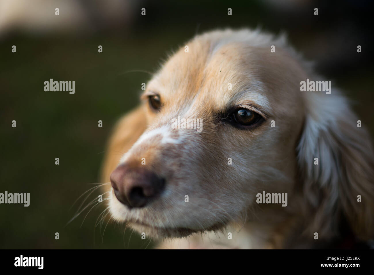 Un bellissimo springer spaniel su una passeggiata Foto Stock