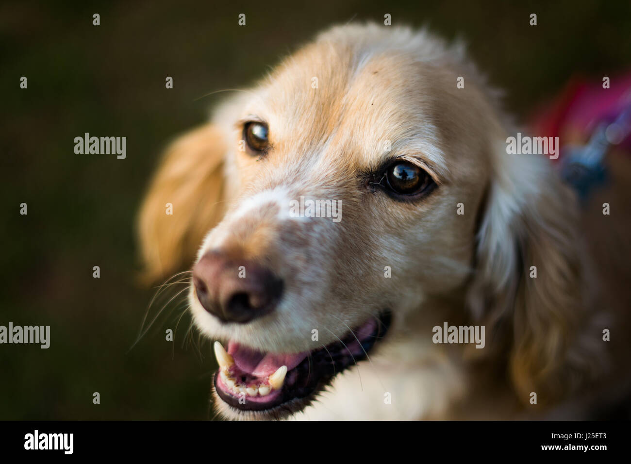 Un ansimando springer spaniel Foto Stock