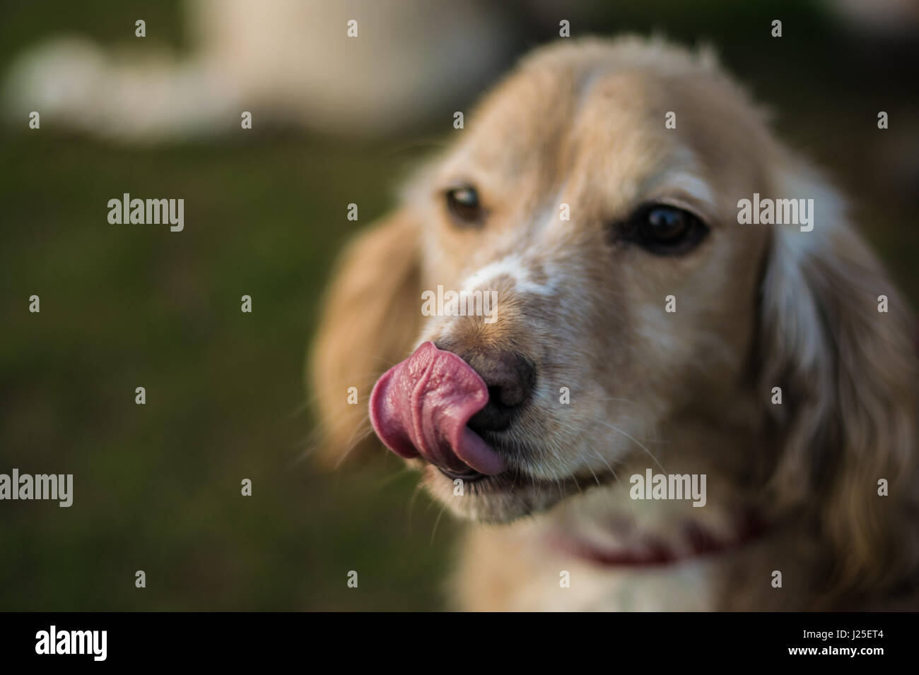 Un bellissimo springer spaniel leccare la sua tounge Foto Stock