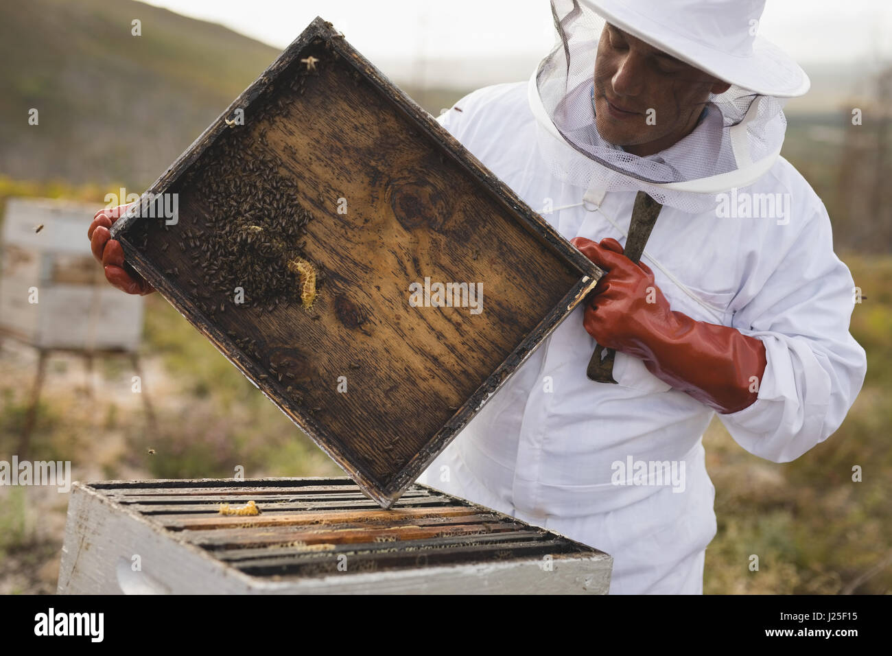 Apicoltore maschio holding hive telaio in fattoria Foto Stock