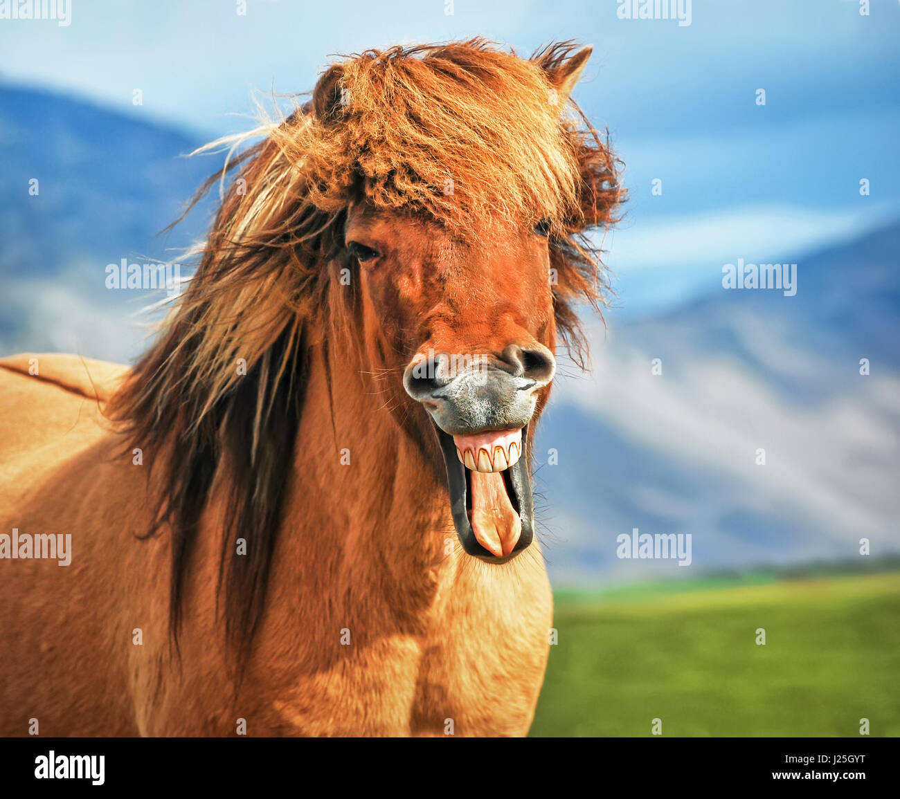 Islandese Cavallo sorridente Foto Stock