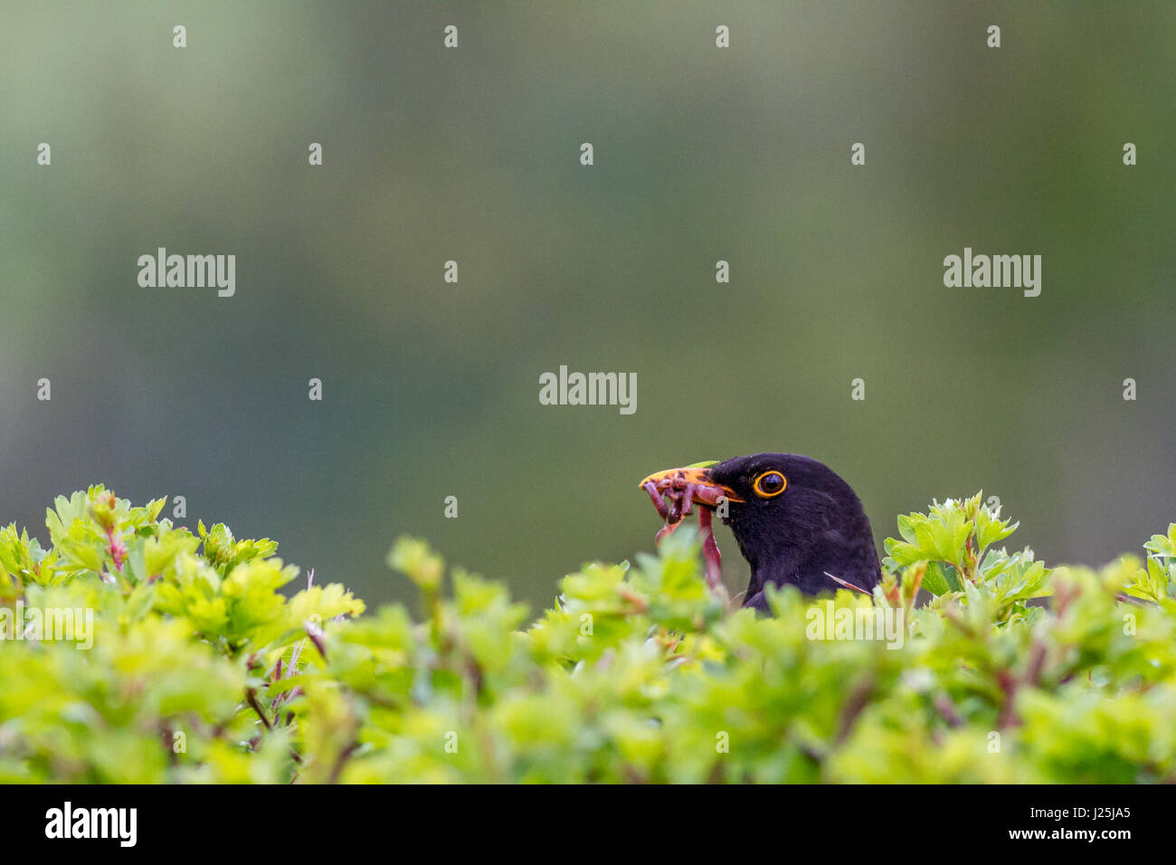 Fauna selvatica: maschio blackbird (Turdus merula) semi-nascosto nella siepe con becco pieni di vermi per alimentare la molla covata, Burley in Wharfedale, nello Yorkshire, Regno Unito Foto Stock