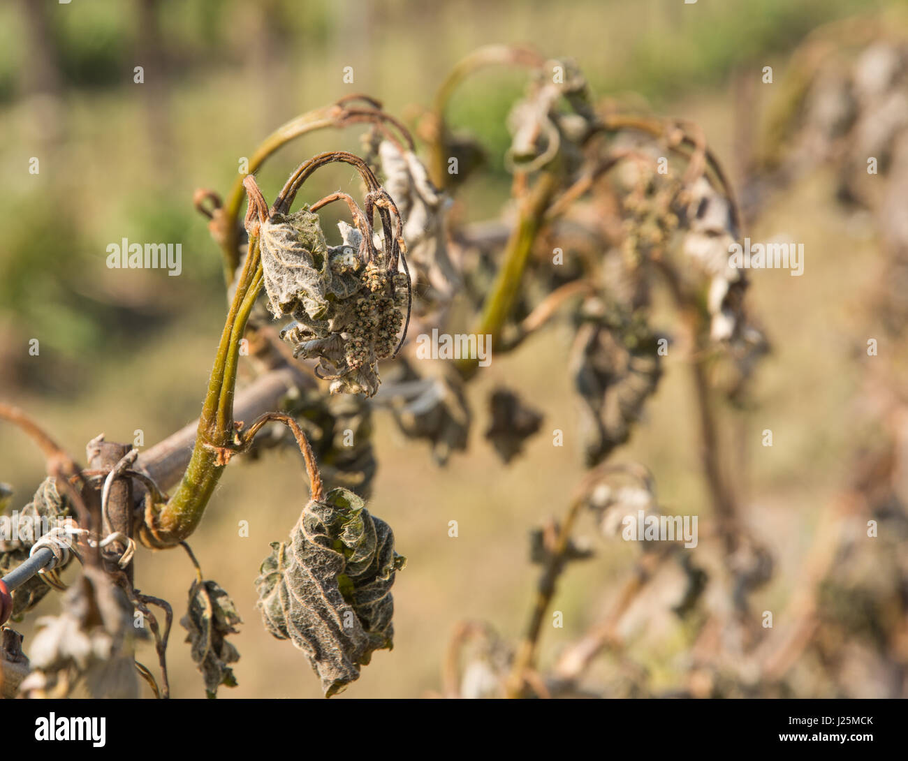 Vigna colpita dal freddo. Disastro naturale - foglie di uva secca a causa della notte di gelo primaverile Foto Stock